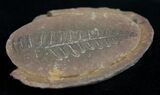 Fern Fossil From Mazon Creek - Million Years Old #2155-1